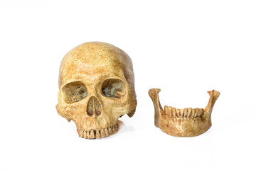 skull human halloween isolated on white background