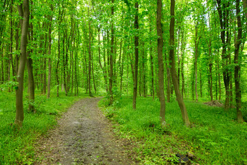  beautiful green forest