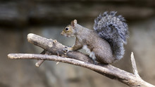 Grey Squirrel Perched On A Tree Branch