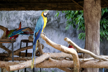 Wall Mural - Cute macaw parrot on the perch