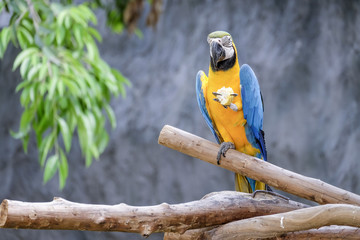 Poster - Cute macaw parrot on the perch