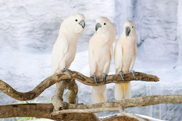 Poster - Three Moluccan cockatoo on the perch