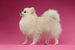 White Spitz Dog Stands on Colored Background