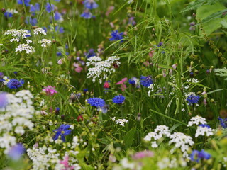 wild spring flowers