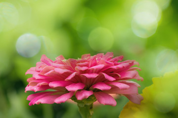 Wall Mural - Pink zinnia   with  soft blur background