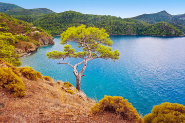 Wall Mural - Sea coast landscape with pine. Fethiye. Turkey