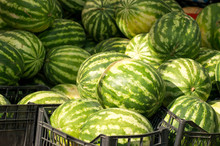 Watermelon Pile On The Farmers Market