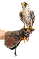 wild young falcon on trainer glove isolated