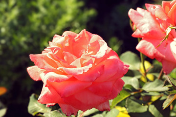 Poster - Beautiful flowers growing in garden