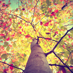 Beautiful vintage autumn seasonal sun shining through the colorful beech leaves tree. Look-up to the crown of sunny autumn trees.