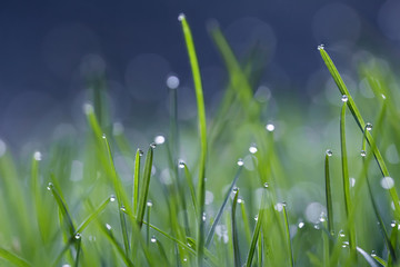 Fresh grass with dew in the morning spring background