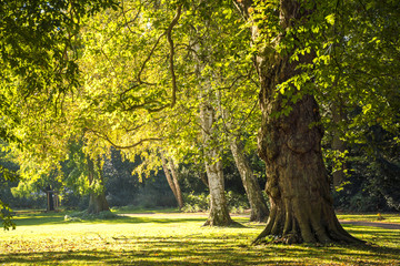 Wall Mural - large old trees in the park in the golden light of autumn