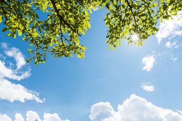 green leaves against blue sky