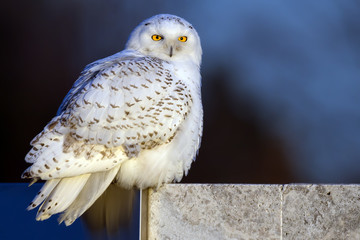 Wall Mural - Snowy Owl Portrait