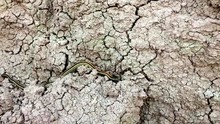 Close-up Of A Snake In Badlands National Park South Dakota Garter Snake Plain Western