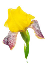  Yellow Iris