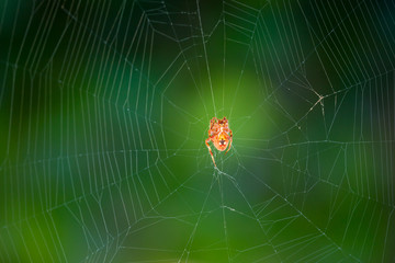 Spider
