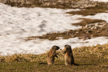 Grooming Alpine Marmots On Meadow