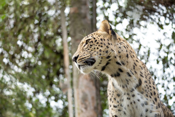 Wall Mural - head shot of Persian leopard