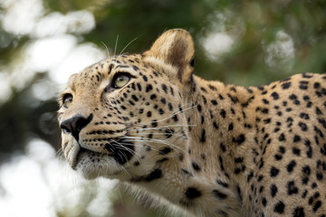 Wall Mural - head shot of Persian leopard