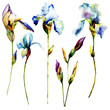 Set of Iris flower