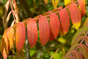 bold vibrant tree of heaven (ailanthus altissima) leaves in autumn