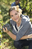 Fototapeta Kwiaty - Young woman harvester working in vineyard