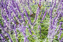 Field Of Purple Flowers With Lots Of Monarch Butterflies