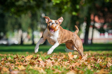 American Staffordshire Terrier Dog Catching A Falling Leaf In Autumn 