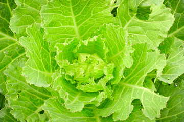 Close-up of green collard floras tree.