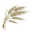 spikelets of wheat tied with a ribbon