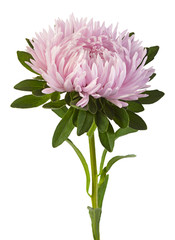 Wall Mural - Pink aster flower closeup