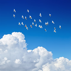 Canvas Afdrukken
 - flock of pigeons flying in blue sky among the clouds