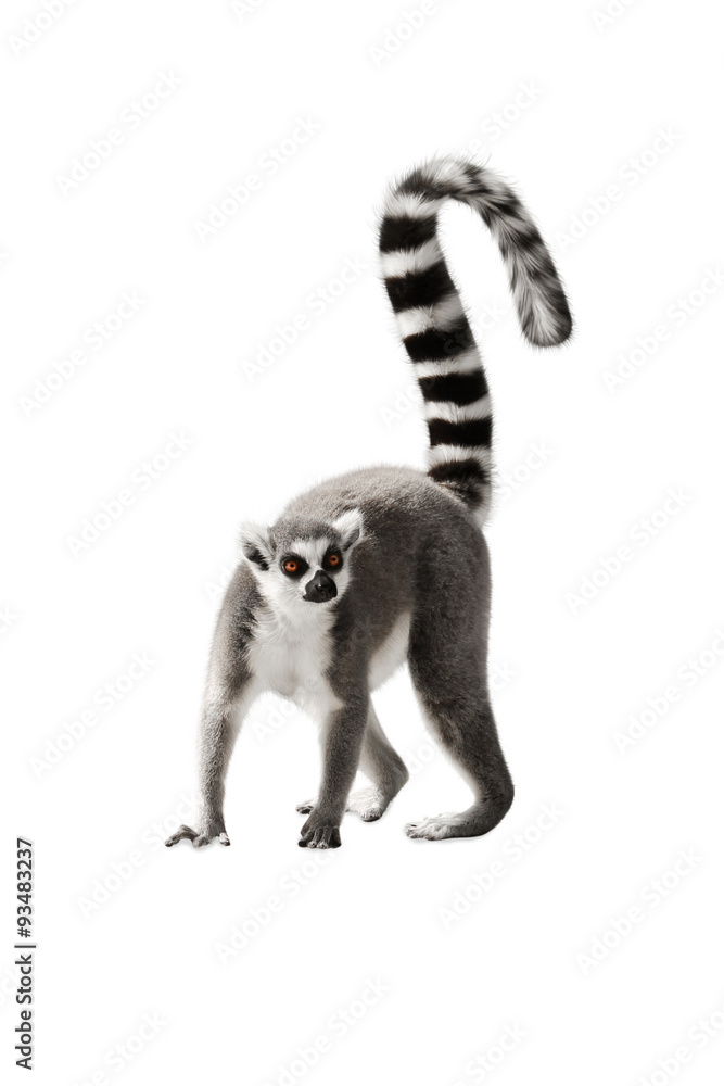 The Lemur with a raised tail standing on white background - obrazy, fototapety, plakaty 