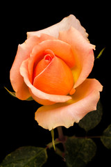 Wall Mural - Orange rose on black background