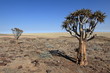 Köcherbäume in Namibia 