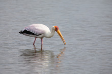 Yellow Billed Stork Hunt Fish In Shallow Water Of A Dam