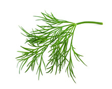 Fresh Dill On White Background