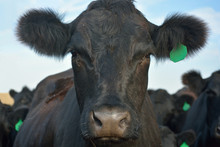 Black Angus Cow With A Green Ear Tag