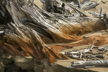 Stump Of Bleached Driftwood Embedded In Sand At Flagstaff Lake.