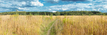 Panoramic View Of Autumn Meadow And Forest On Back