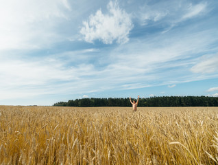 Man in a wheat field