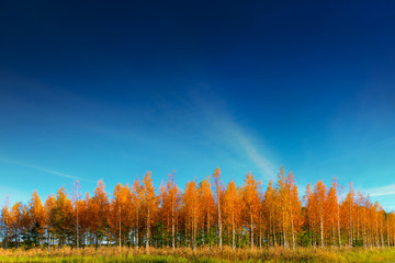 Wall Mural - Grove of birch trees in autumn