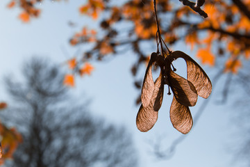 Wall Mural - maple seeds autumn