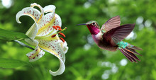 Hummingbird Hovering Next To Lily Flowers Panoramic View