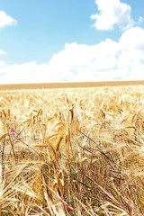 Canvas Print - Beautiful summer field