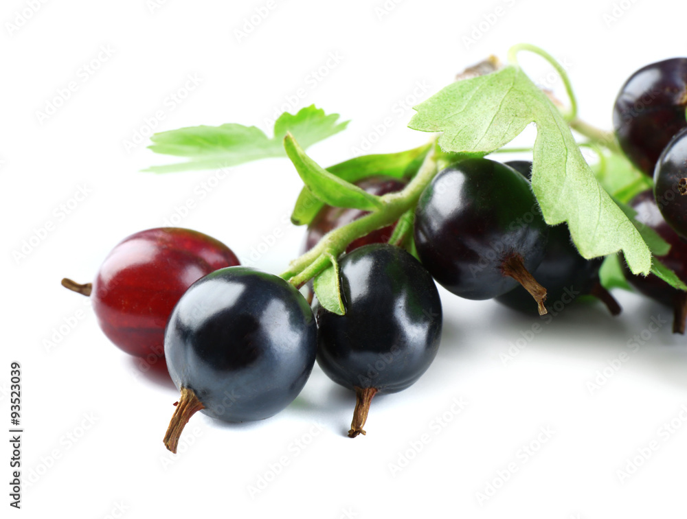 Wild black currant with green leaves isolated on white