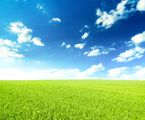 Wall Mural - green field under blue sky with white clouds