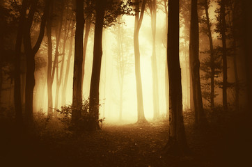 Wall Mural - autumn sunset in foggy forest