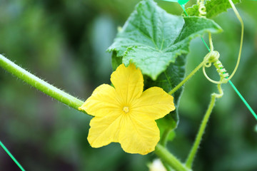 Wall Mural - Cucumber blooming in garden